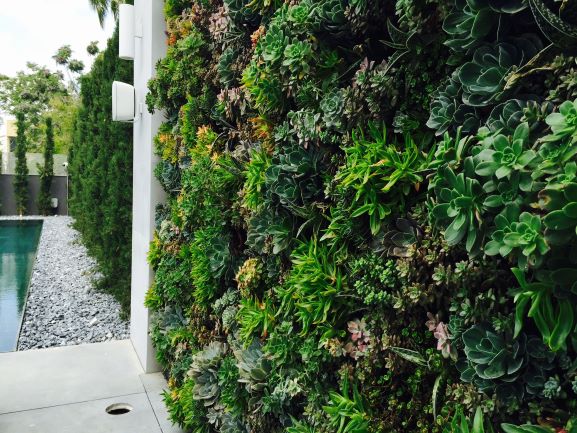 קיר ירוק צמחיה